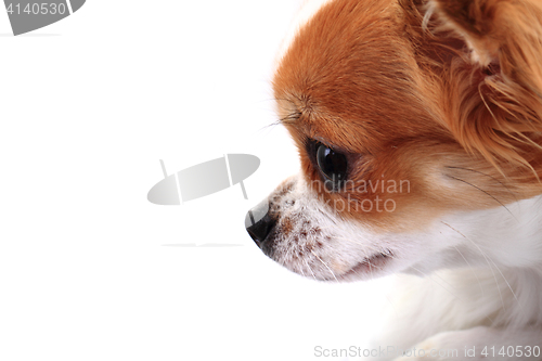 Image of head of sweet chihuahua