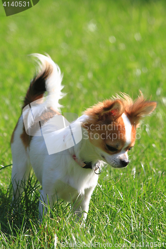 Image of small chihuahua in the grass