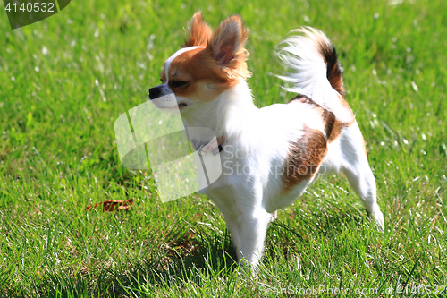 Image of small chihuahua in the grass