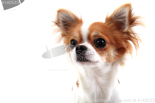 Image of head of sweet chihuahua