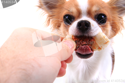 Image of small chihuahua is eating dog snack