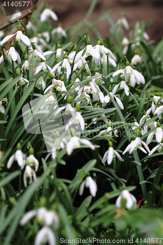 Image of spring snowdrops flowers