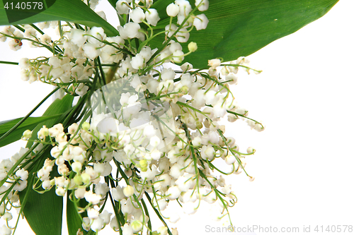 Image of lily of valley