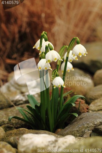 Image of spring snowdrops flowers