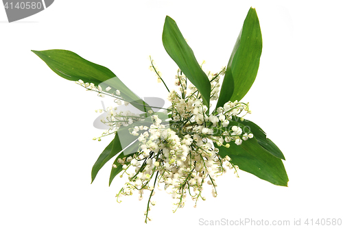 Image of lily of valley