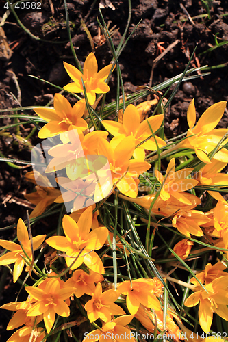 Image of yellow crocus flowers