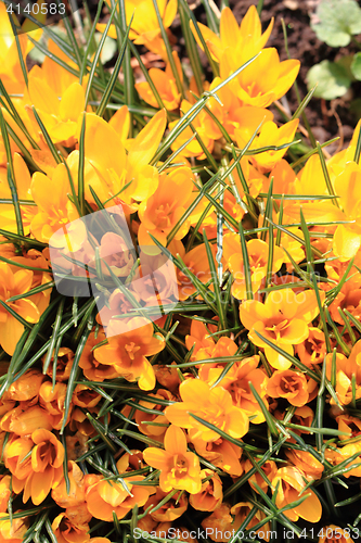 Image of yellow crocus flowers