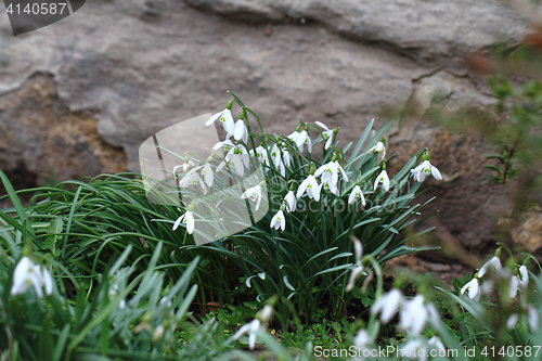 Image of spring snowdrops flowers