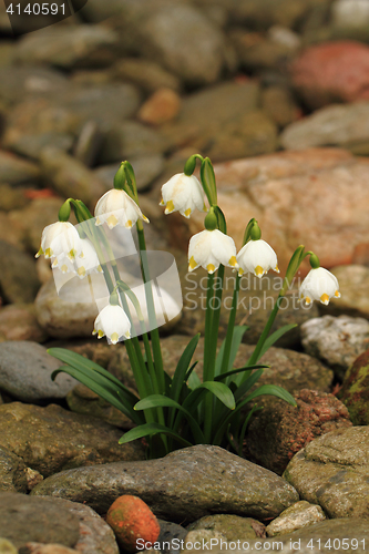 Image of spring snowdrops flowers