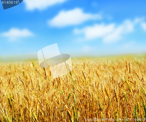 Image of wheat and sky