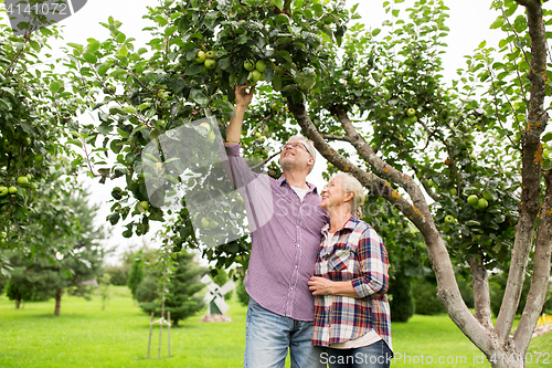 Image of senior couple with apple tree at summer garden