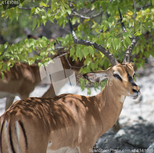 Image of antelope impala