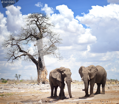 Image of elephants in Africa