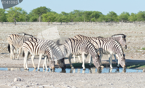 Image of zebras