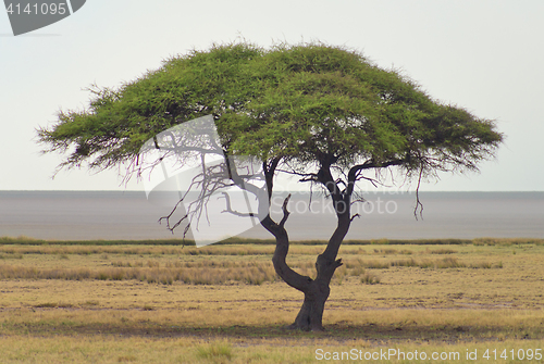 Image of african landscape