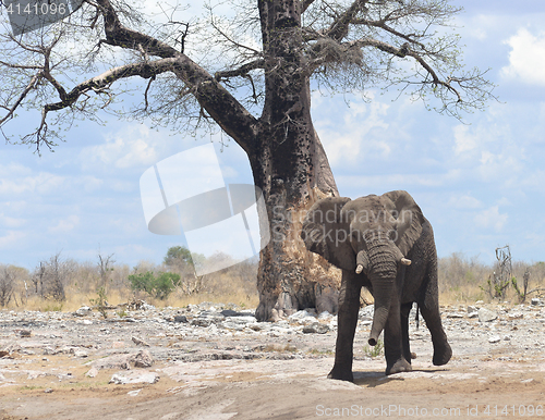 Image of elephant in Africa