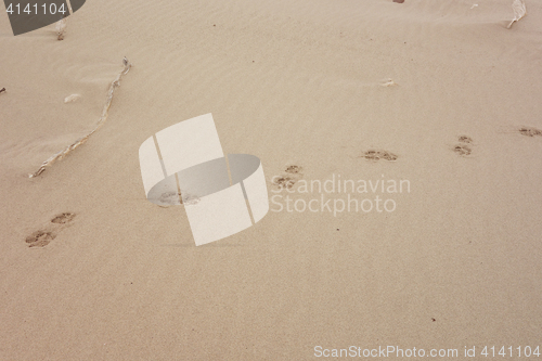 Image of track on sand