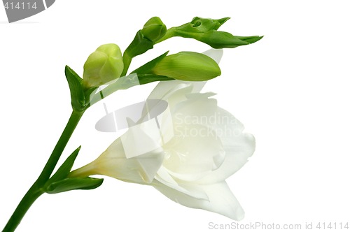 Image of White freesia on green background