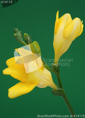 Image of Yellow freesia on green background