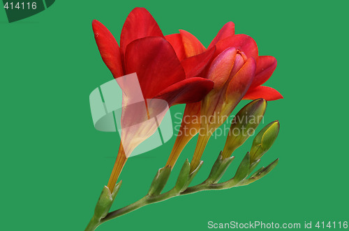 Image of Red freesia on green background