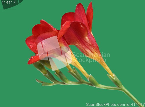 Image of Red freesia on green background