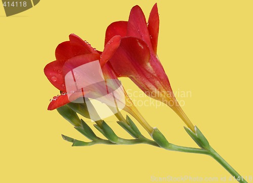 Image of Red freesia on yellow background