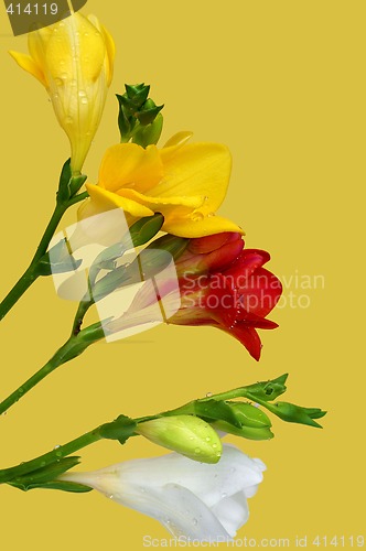 Image of Colorful freesia on yellow background
