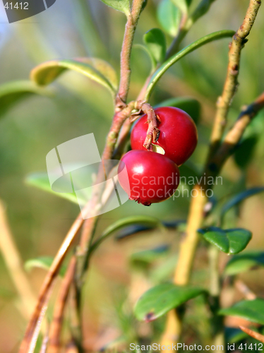 Image of cowberries