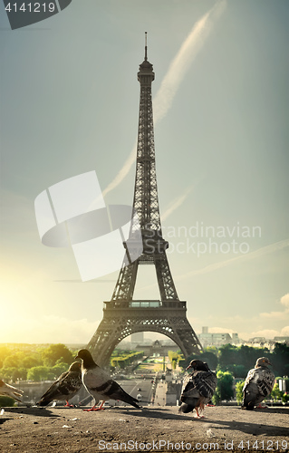 Image of Doves and Eiffel Tower