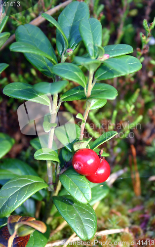 Image of cowberries