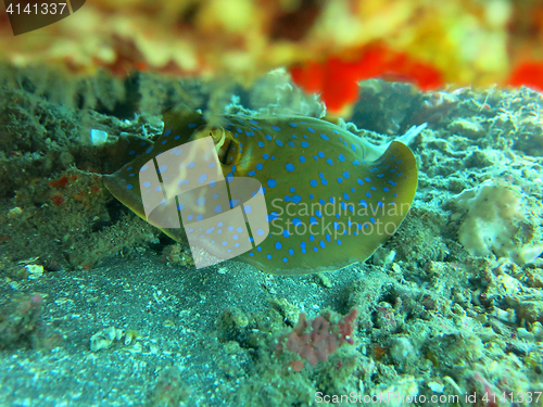 Image of Thriving  coral reef alive with marine life and shoals of fish, 