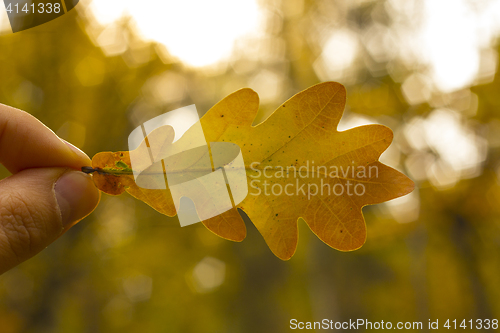 Image of Oak leaf