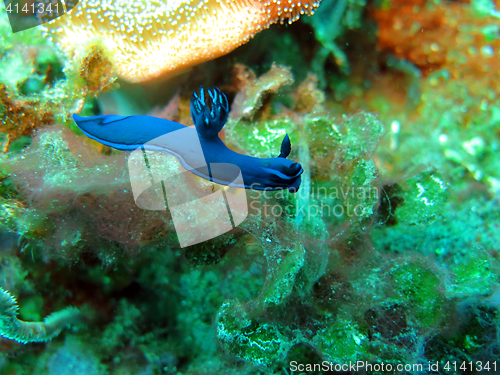 Image of Thriving  coral reef alive with marine life and shoals of fish, 