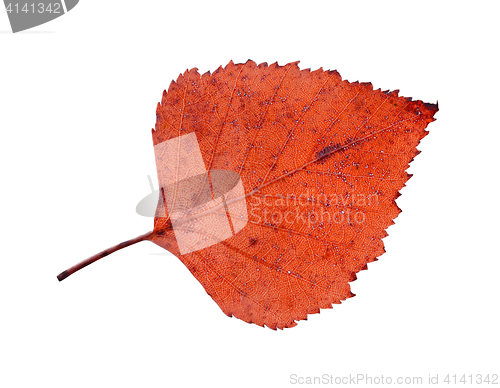 Image of birch leaf isolated on white background