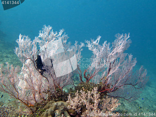 Image of Thriving  coral reef alive with marine life and shoals of fish, 