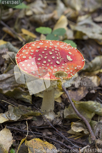 Image of fly agaric, mushroom