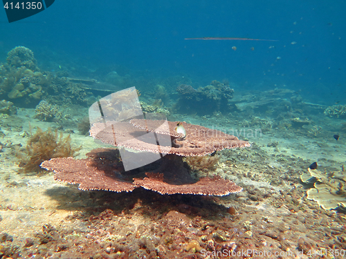 Image of Thriving  coral reef alive with marine life and shoals of fish, 