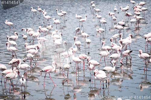 Image of Flamingoes