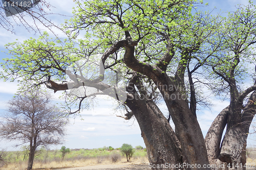 Image of flowering baobab