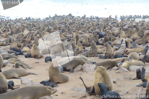 Image of Seals at Cape Cross