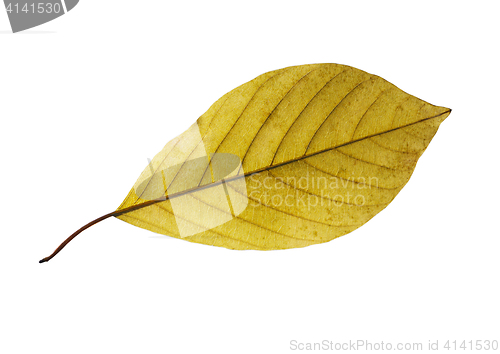 Image of birch leaf isolated on white background