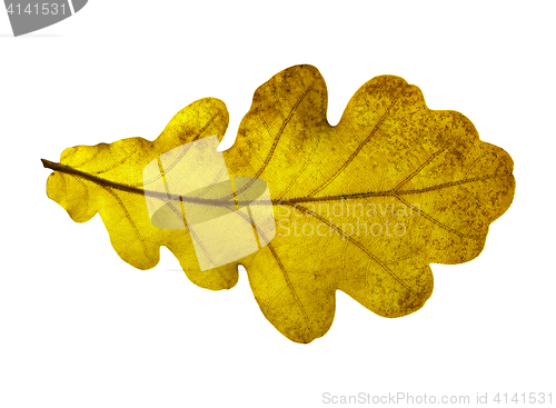 Image of Oak leaf isolated on white background