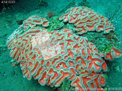 Image of Thriving  coral reef alive with marine life and shoals of fish, 