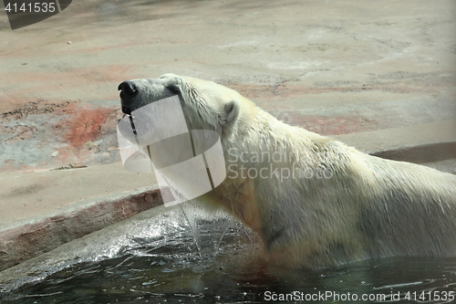 Image of Adult polar bear in the water