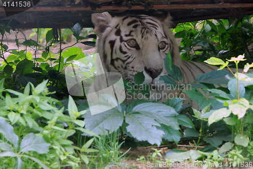 Image of White tiger in the grass stalking prey.