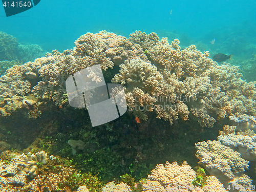 Image of Thriving  coral reef alive with marine life and shoals of fish, 