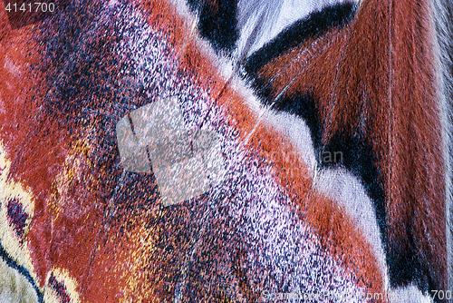 Image of Moth wing, close-up