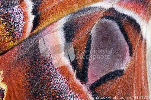 Image of Moth wing, close-up