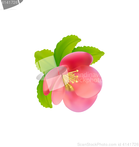 Image of Flower of Japanese Quince (Chaenomeles japonica) isolated on whi