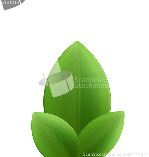 Image of Illustration of plant three realistic  green leaves isolated on 